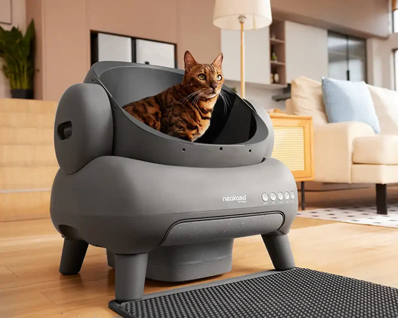AUTO CAT BOX